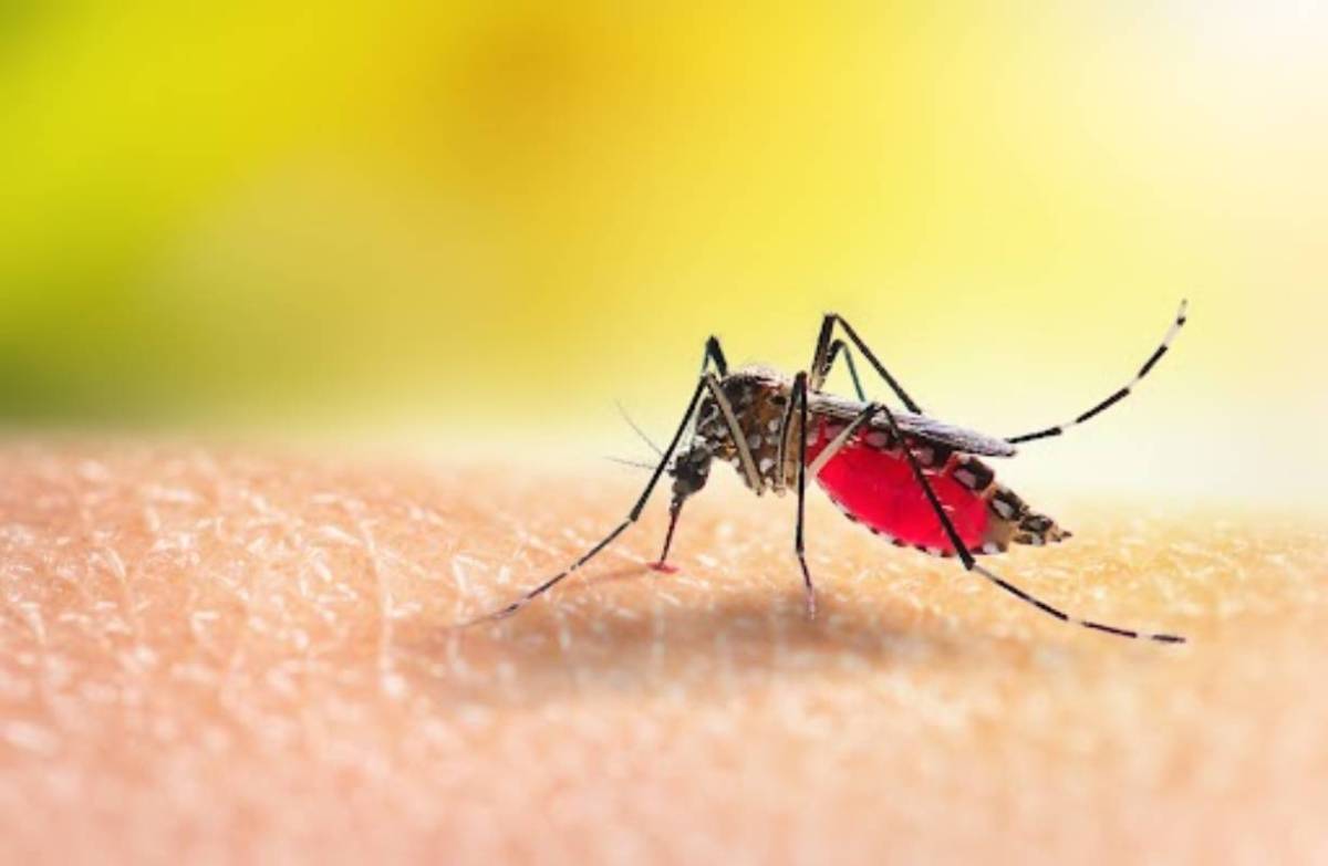 Ways to Protect Yourself & Your Family From Dengue Fever - Asian